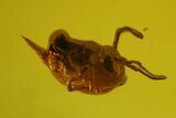 Fossil Fly, Mite and Springtail Association in Baltic Amber #150758-2